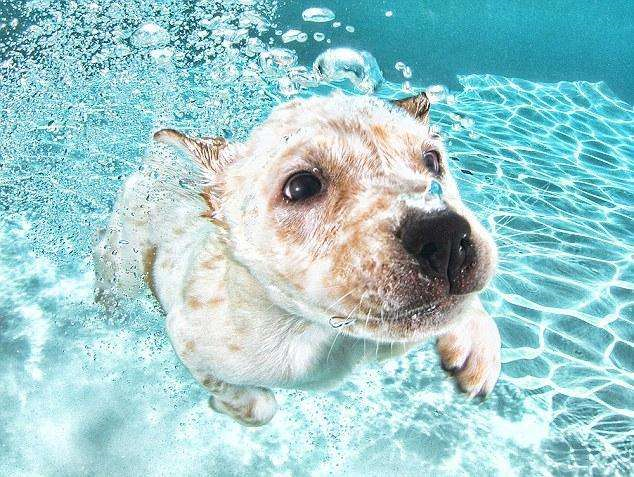  夏季狗可以经常去池塘洗澡游泳吗