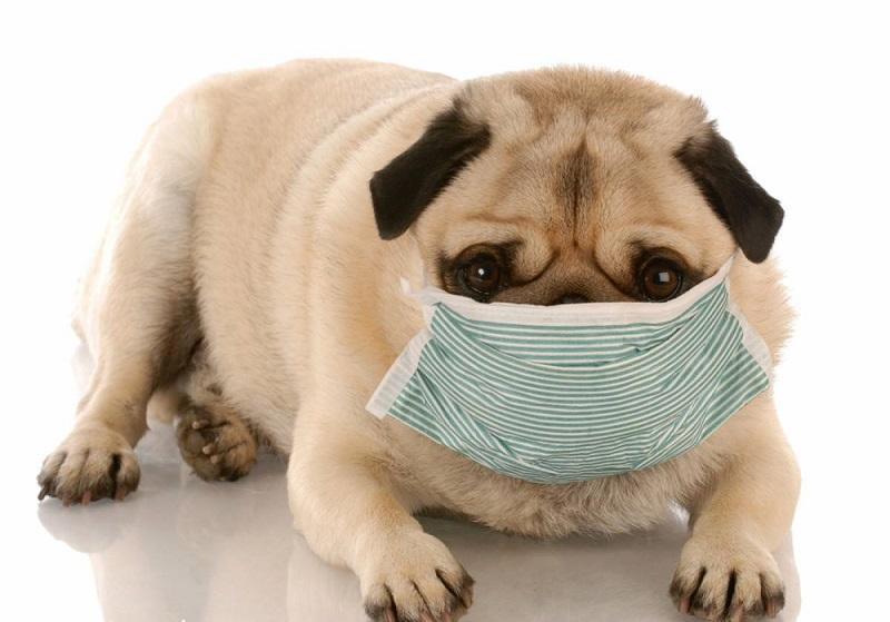 狗狗会感冒吗？狗狗得感冒是什么样子？
